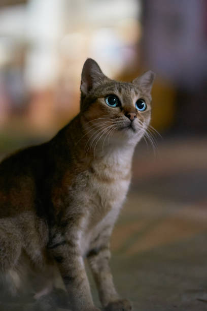 istock Portrait of a curious cat 1356295372