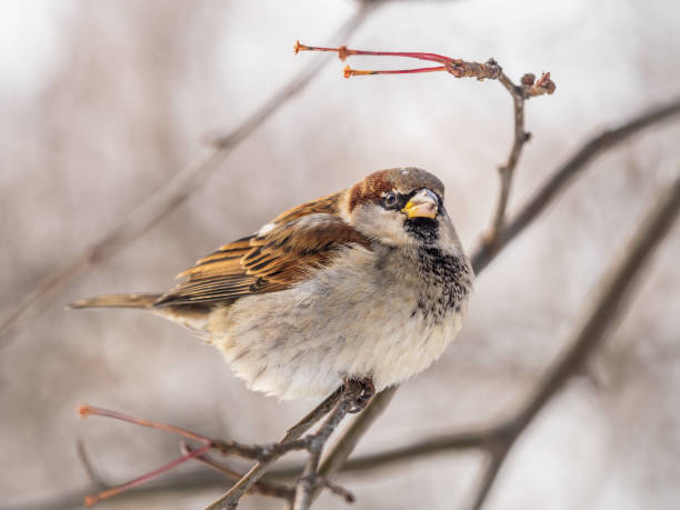 istock Sparrow sits on a branch without leaves. 1356296445