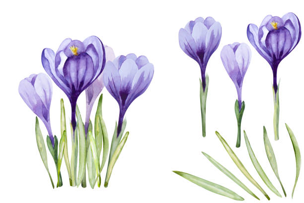 набор цветков крокуса (шафран). весенние фиолетовые цветки выделены на белом фоне. акварельная иллюстрация. - crocus stock illustrations