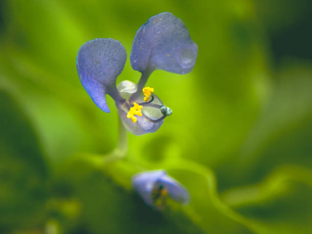 istock Commelina benghalensis
(Bengali flower) day flower, blue colour. 1356300169