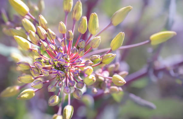 draufsicht auf rote russische grünkohlknospen, die bereit sind zu blühen. makro - flower cabbage kale edible flower stock-fotos und bilder