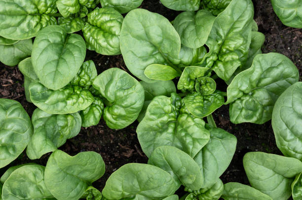 Spinach plants almost ready to harvest, top view.