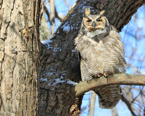 istock Great horned owl, Quebec, Canada 1356302508