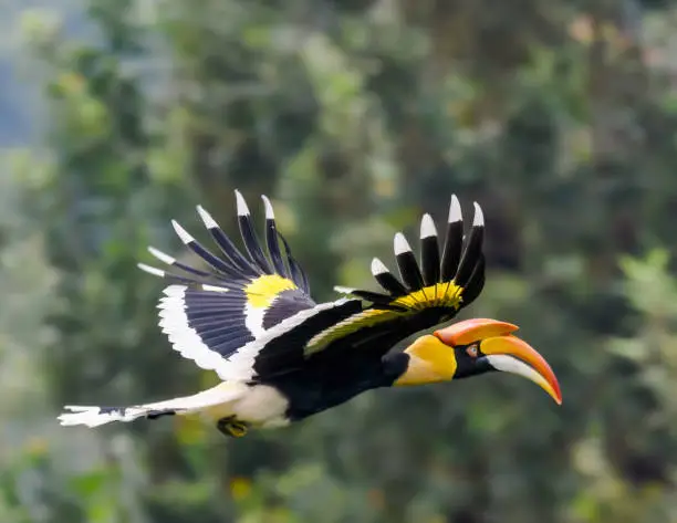 The Great hornbill (Buceros bicornis) also known as the concave-casqued hornbill, great Indian hornbill or great pied hornbill
