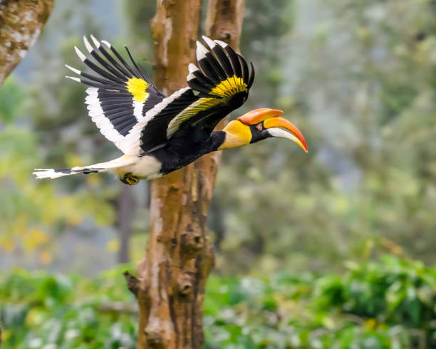 der große nashornvogel (buceros bicornis), auch bekannt als konkaver nashornvogel, großer indischer nashornvogel oder großer nashornvogel - doppelhornvogel stock-fotos und bilder