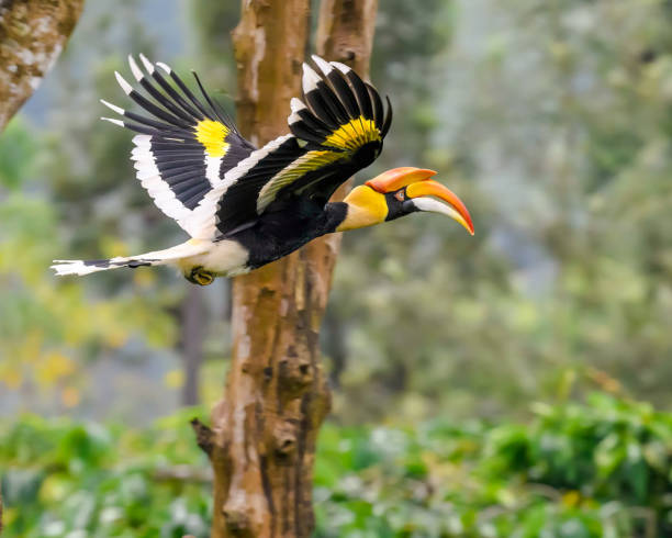 the great hornbill (buceros bicornis) also known as the concave-casqued hornbill, great indian hornbill or great pied hornbill - bicornis imagens e fotografias de stock