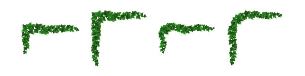 ilustraciones, imágenes clip art, dibujos animados e iconos de stock de esquinas de hiedra, enredadera trepadora con hojas verdes puestas - ivy vine leaf frame