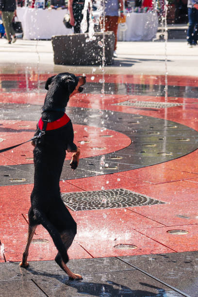 Black German Pinscher jumping and playing around in the splash pad: rings fountain in Boston, Massachusetts, USA.