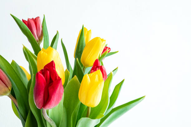 istock Bunch of red and yellow tulips on white background 1356309514