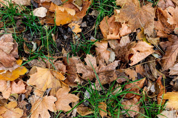 istock Dry autumn leaves on grass 1356309661