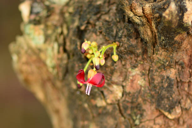 istock Averrhoa bilimbi 1356311231