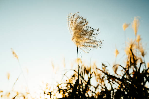istock Reeds swaying in the wind 1356311356