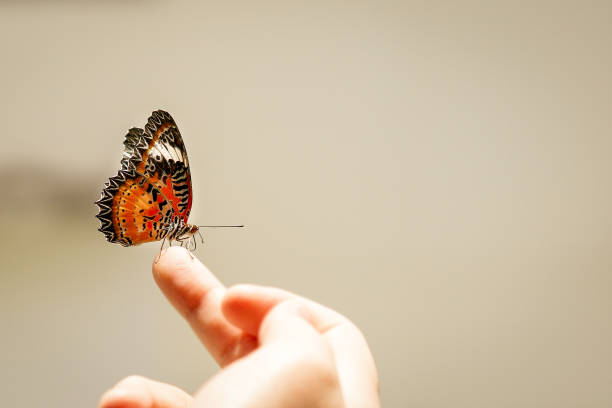 istock kid hold butterfly by hand for see with smile and interest 1356312348