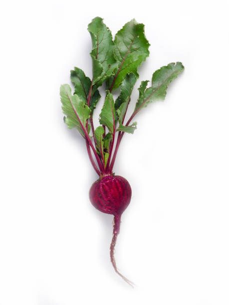 single beetroot isolated on white background - beet common beet isolated root vegetable imagens e fotografias de stock