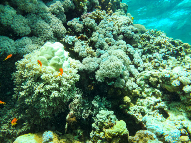 Beautiful tropical coral reef with Cabbage coral also known as leafy cup coral Turbinaria reniformis and red coral fish Anthias tropical coral reef with Cabbage coral also known as leafy cup coral Turbinaria reniformis and red coral fish Anthias cabbage coral photos stock pictures, royalty-free photos & images