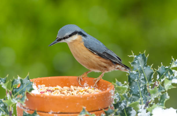 istock Nuthatch in winter, perched on a plant pot with snow and holly 1356314678