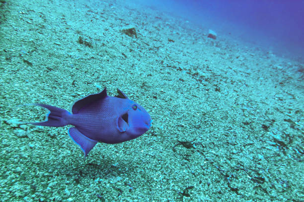 Niger or Red Toothed Triggerfish Odonus niger in the Red Sea, Egypt. Big blue-blue fish of the sea Niger or Red Toothed Triggerfish Odonus niger in the Red Sea, Egypt. Big blue-blue fish of the red sea odonus niger stock pictures, royalty-free photos & images