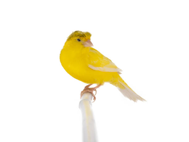 istock canary sitting on a tree branch isolated on white background 1356314806