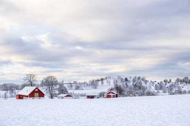 istock Farm on a field in a wintry landscape view 1356314900