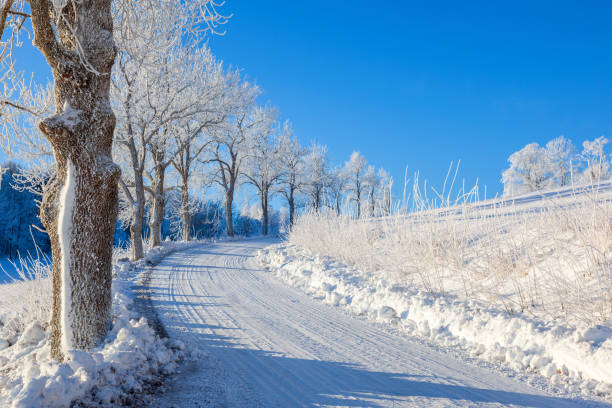 Tree lined winter road on a beautiful winter day