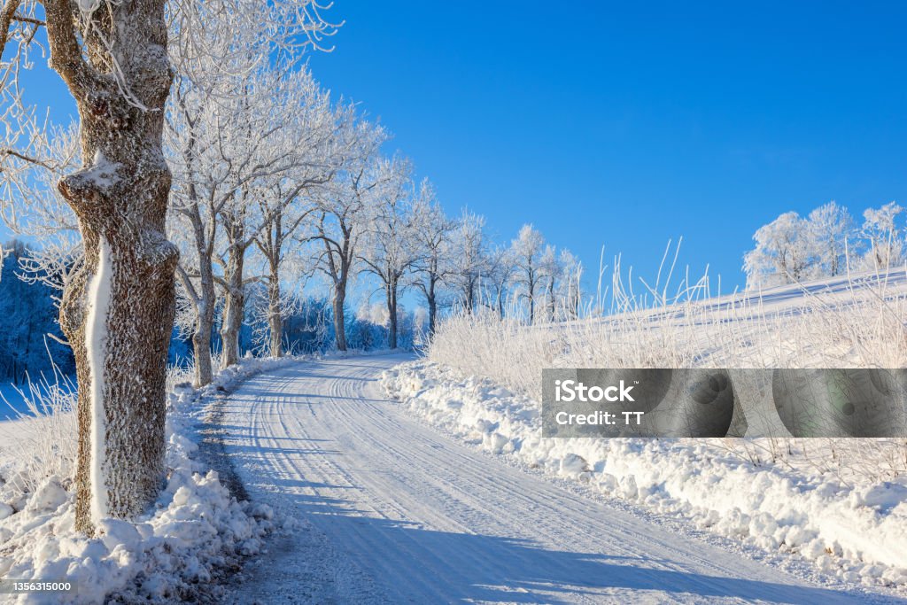 Tree lined winter road on a beautiful winter day Winter Stock Photo