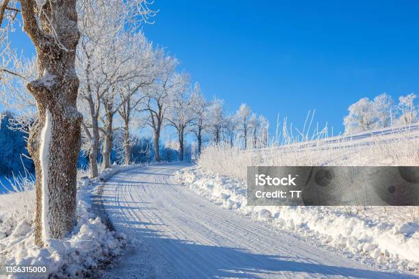 Tree Lined Winter Road On A Beautiful Winter Day Stock Photo - Download Image Now - Winter, Road, Sweden