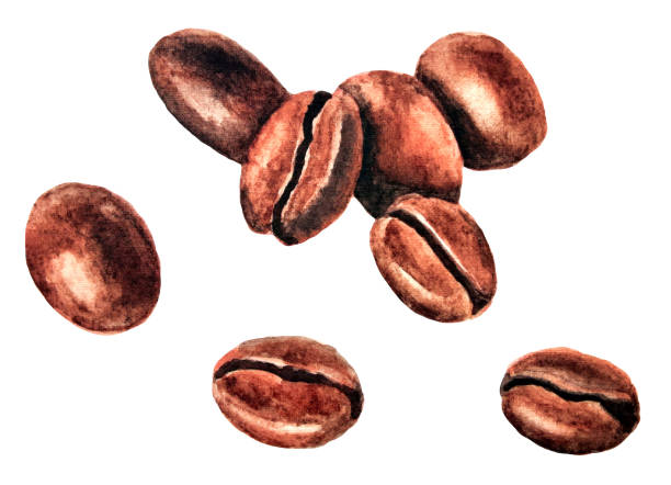 ilustraciones, imágenes clip art, dibujos animados e iconos de stock de varios granos de café. acuarela (2) - cafe colombiano