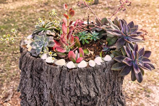 Succulent garden creation stock photo