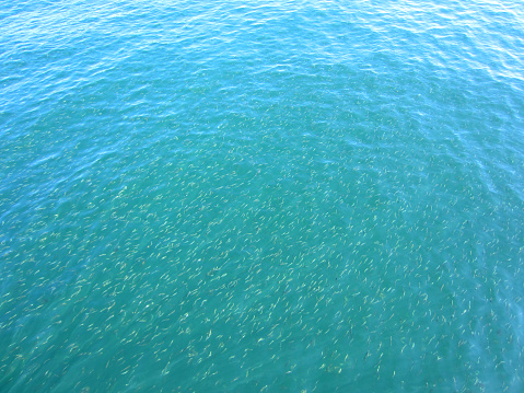 Little fish swimming in clear water, Lake Zurich, Switzerland