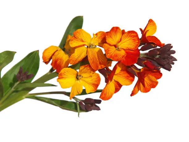 Yellow red flower of Wallflower plant isolated on white, Erysimum cheiri