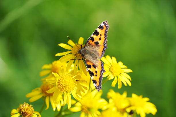 istock Small tortoiseshell butterfly on a flower. Aglais urticae, Nymphalis urticae. 1356324797