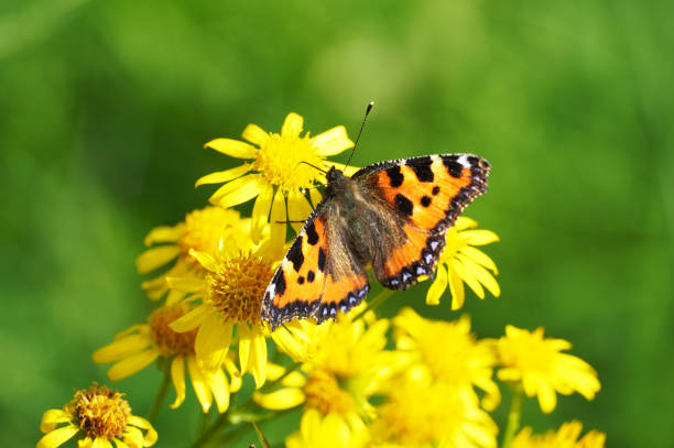 istock Small tortoiseshell butterfly on a flower. Aglais urticae, Nymphalis urticae. 1356324869