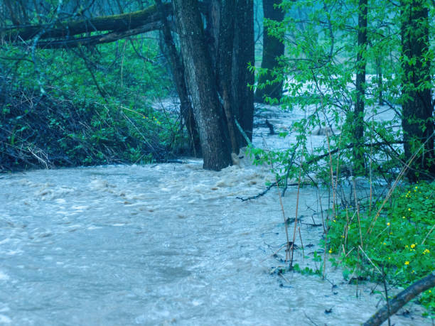 istock strong flow of water in the forest 1356325062