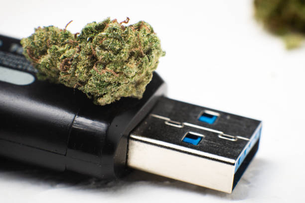 istock Marijuana and memory concept. Hemp flower bud and flash drive close-up. 1356325340