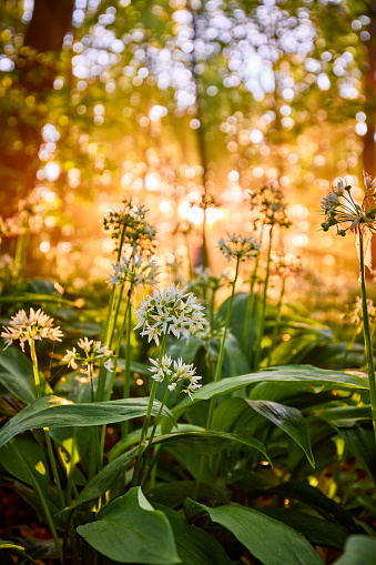 A close-up from wild garlic in a forest during sunrise. The plants are located close to the ground and the trees stand tall. The sun shines brightly through the trees and leaves.