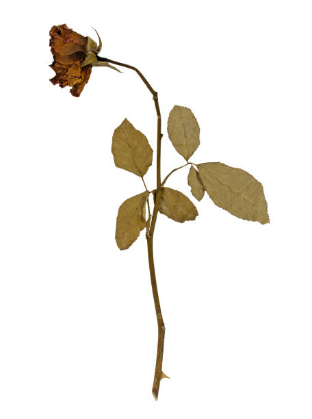 istock Rose withered,dry,dead and vintage isolated on white background with clipping path. 1356326642