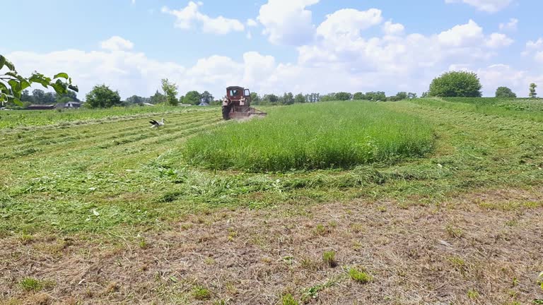 Stork sits down to hayfield during mowing with tractor mower