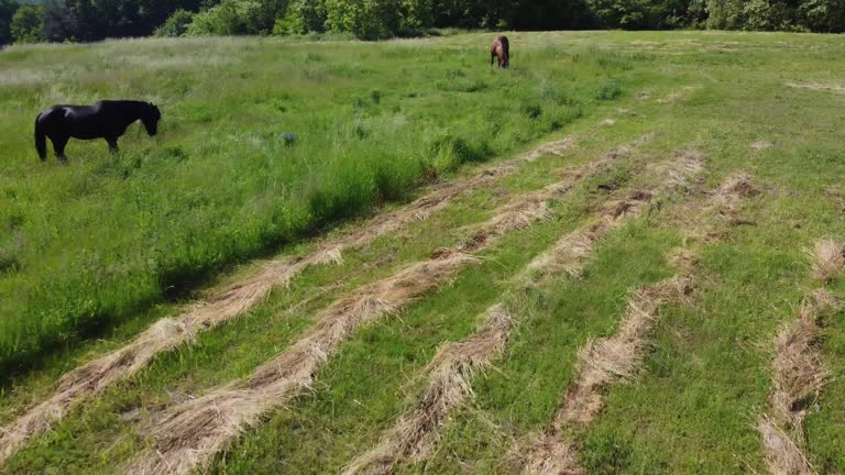 Two horses black and brown grazing on pasture on tether