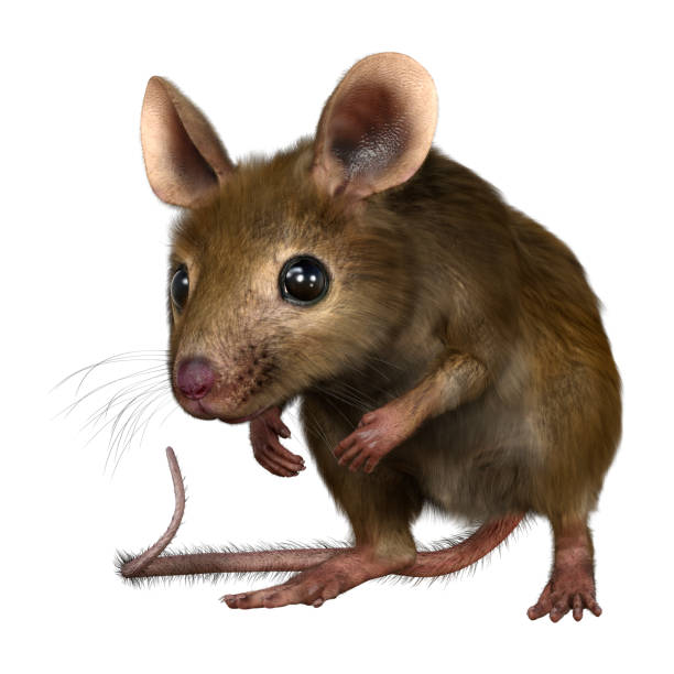 istock 3D illustration house mouse on white 1356327756