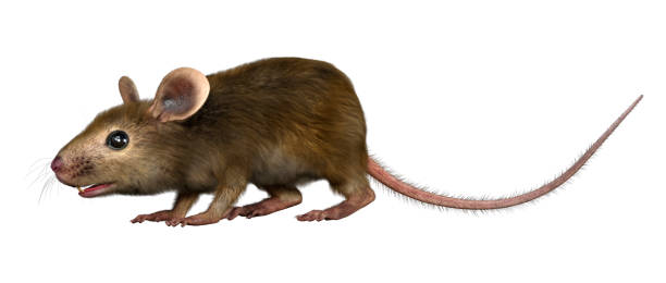 istock 3D illustration house mouse on white 1356327763