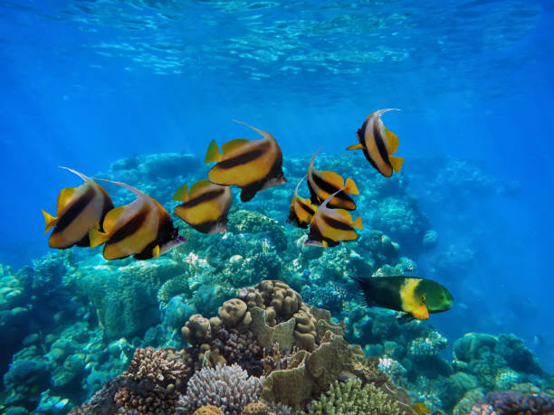 istock Underwater scene. Coral reef, colorful fish groups 1356327805