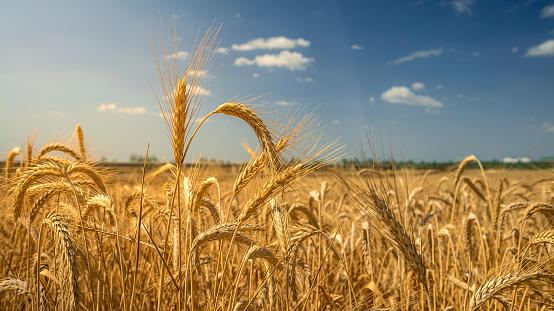 Young corn crops in the field in Pennsylvania.