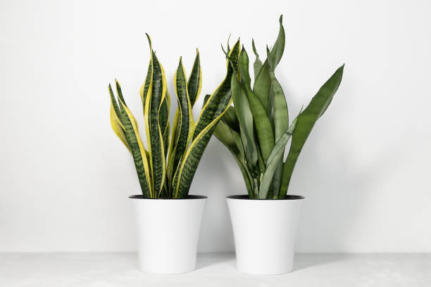 istock Various types of Sansevieria plants in modern pots on a gray table on a white background. Home plant Sansevieria trifa. 1356327995