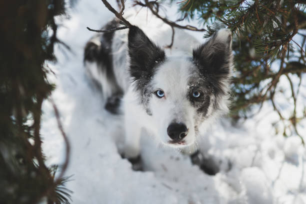 istock Border Collie looking at the camera in the snow with boots 1356329191