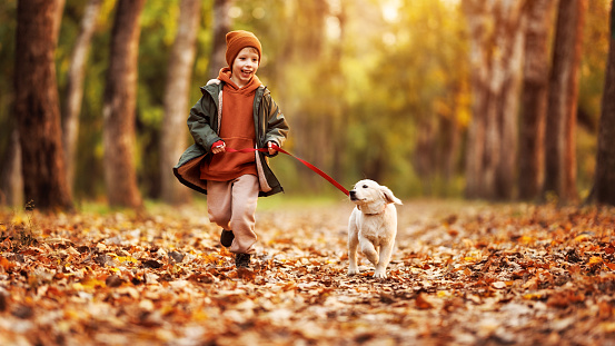 Happy joyful little boy walking with his buddy golden retriever puppy in beautiful autumn forest, child playing and having fun with dog during walk in nature. Children and pets outdoors