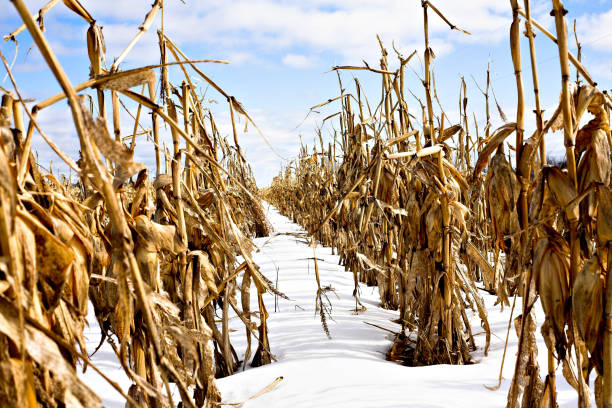 campo di mais invernale. - corn snow field winter foto e immagini stock