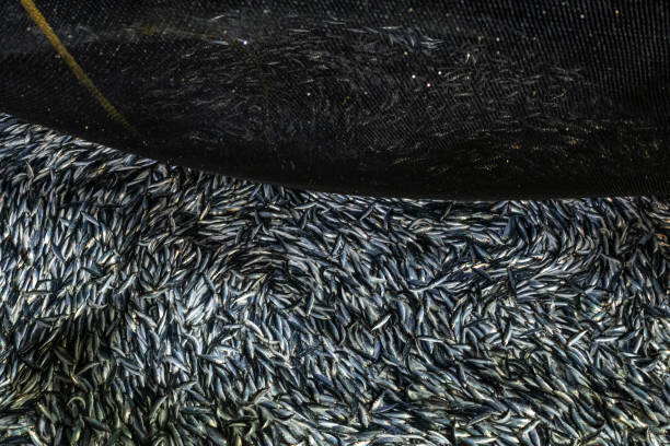 istock Fishing industry: huge catch of herring fish in Atlantic Ocean 1356334131