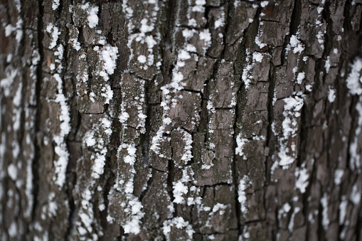 the bark of the tree in the snow
