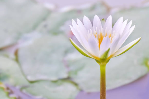 fleur de lotus blanc dans l’étang. - pond water lily water drop photos et images de collection