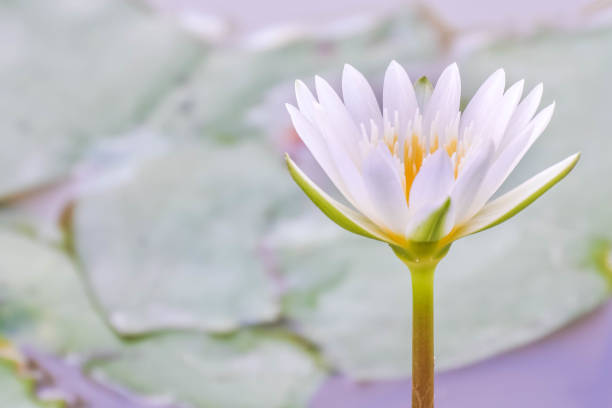 White lotus flower in the pond. Nature Parks/Outdoor white lotus stock pictures, royalty-free photos & images